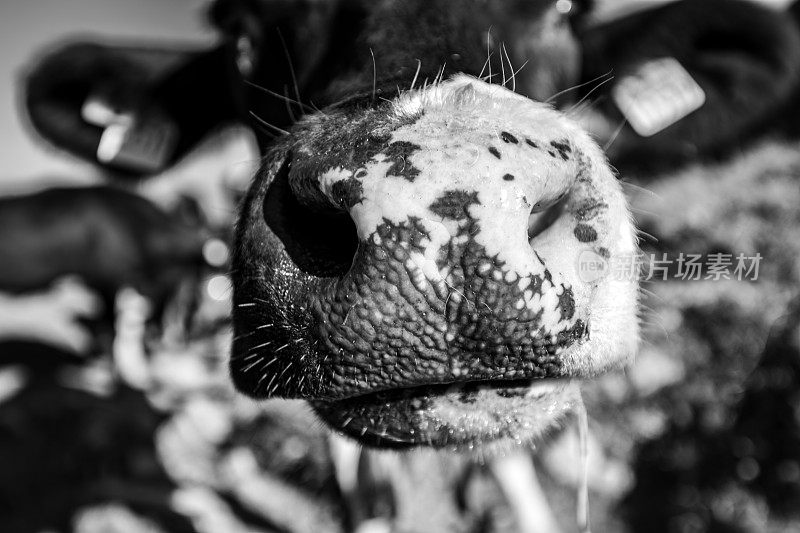 Nose close up of  Black and White cow. Schrecksee, Hinterstein, Allgäuer Hochalpen, Bayern, Deutschland.